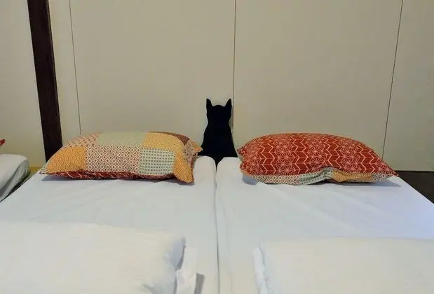 Dört Kişilik Oda (Brown Cat)