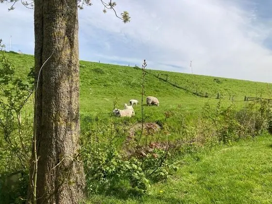 Bungalov, 3 Yatak Odası, Teras