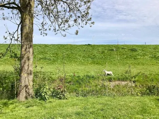 Bungalov, 3 Yatak Odası, Teras