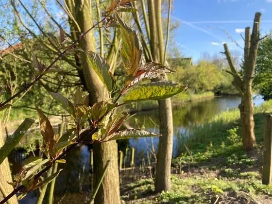 Bungalov, 3 Yatak Odası, Teras