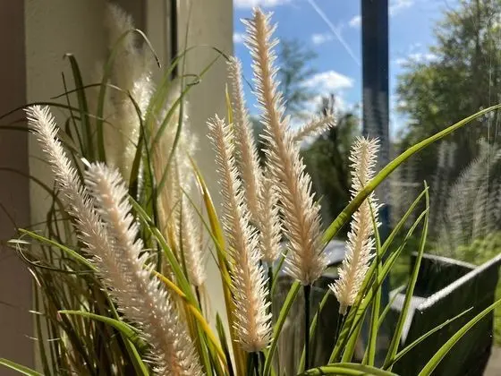 Bungalov, 3 Yatak Odası, Teras