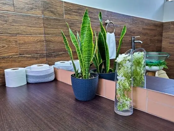 Deluxe Stüdyo, Birden Çok Yatak, Teras