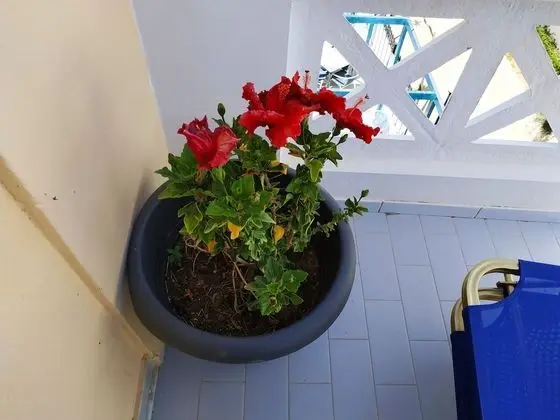 Stüdyo, 1 Yatak Odası, Balkon