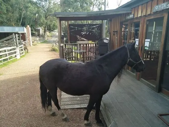 Standard Oda, 1 En Büyük (King) Boy Yatak