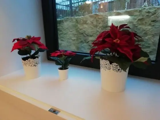 Deluxe Apart Daire, 1 Yatak Odası