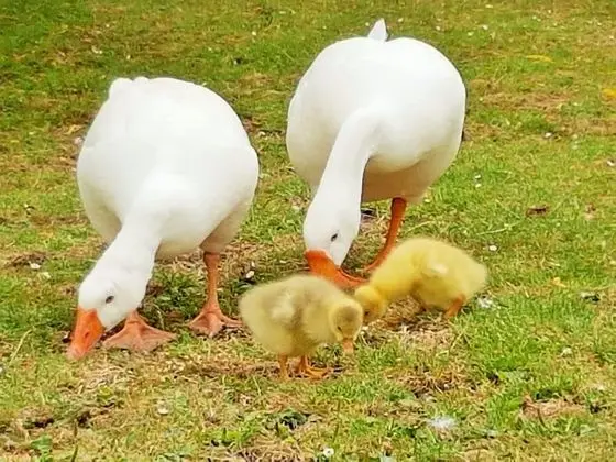 Ev, 3 Yatak Odası, Zemin Kat