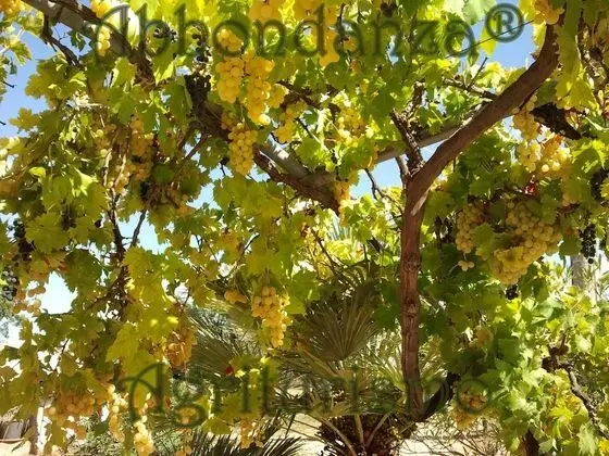 Oda, 1 Yatak Odası, Engellilere Uygun