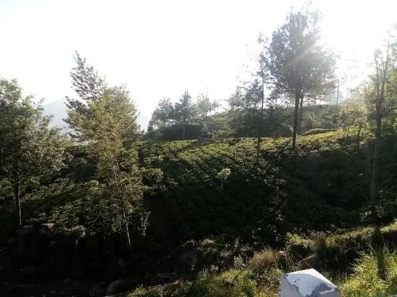 Family Oda, 2 Yatak Odası, Bahçe Manzaralı, Bahçeli