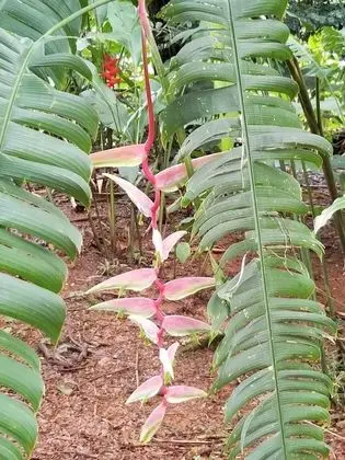 Bungalov, 3 Yatak Odası, Balkon