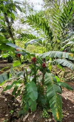 Bungalov, 3 Yatak Odası, Balkon