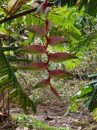 Bungalov, 3 Yatak Odası, Balkon