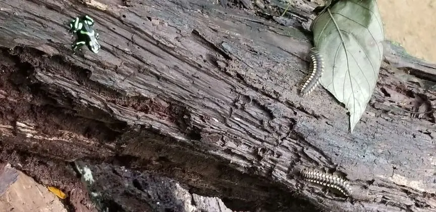 Bungalov, 3 Yatak Odası, Balkon