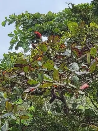 Bungalov, 3 Yatak Odası, Balkon