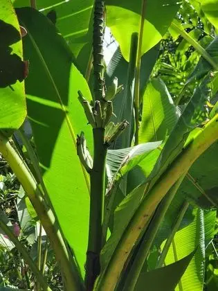 Bungalov, 3 Yatak Odası, Balkon