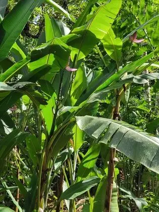 Bungalov, 3 Yatak Odası, Balkon