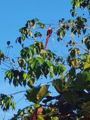 Bungalov, 3 Yatak Odası, Balkon