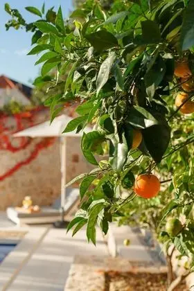 Villa, Sigara İçilebilir