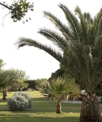 Exclusive Bungalov