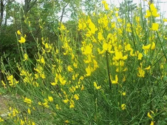 Romantic Apart Daire, Bahçe Manzaralı, Zemin Kat (Tralcio)