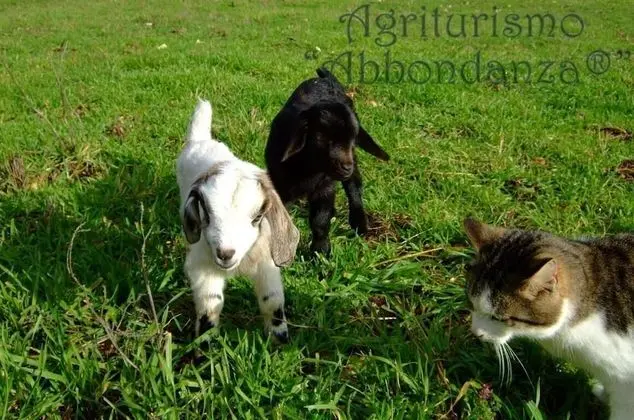 Oda, 1 Yatak Odası, Şömine