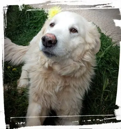 Oda, 1 Yatak Odası, Şömine