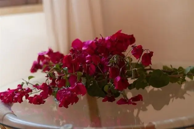 Deluxe Apart Daire, Birden Çok Yatak, Engellilere Uygun