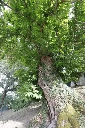 Apart Daire, 2 Yatak Odası (LAVANDA)