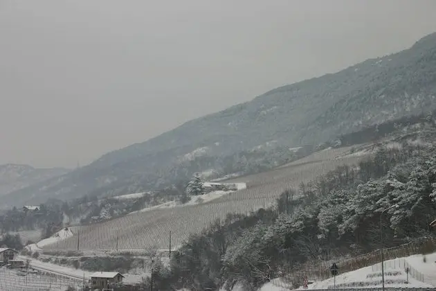 Superior Tek Büyük Yataklı Oda, Engellilere Uygun, Üzüm Asması Manzaralı