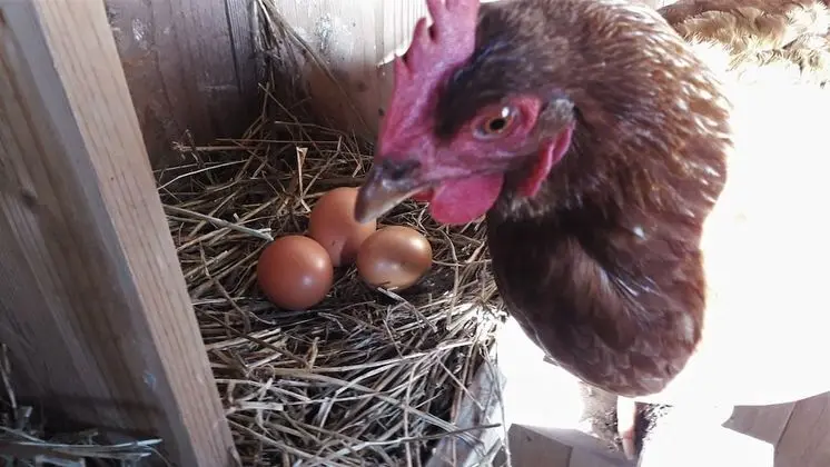 Classic Apart Daire, 1 Yatak Odası