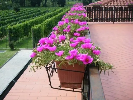 Comfort Apart Daire, 2 Yatak Odası, Balkon