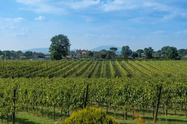 Junior Süit (Rugiada)