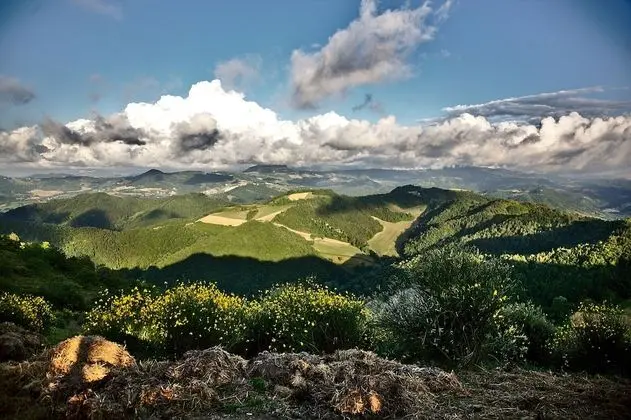 Dört Kişilik Oda (Paglia)