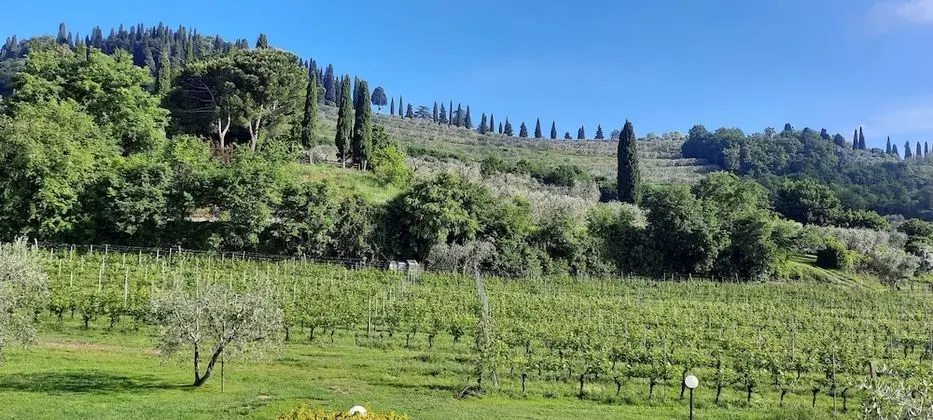 Superior Tek Büyük veya İki Ayrı Yataklı Oda, Balkon, Üzüm Asması Manzaralı