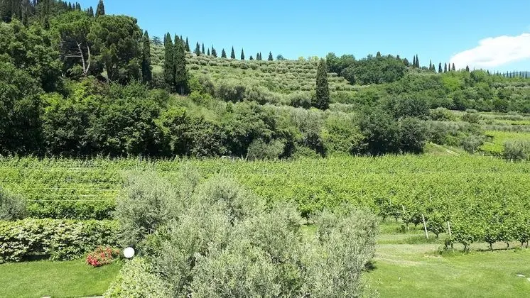 Superior Tek Büyük veya İki Ayrı Yataklı Oda, Balkon, Üzüm Asması Manzaralı