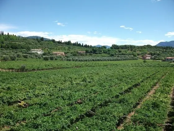 Superior Tek Büyük veya İki Ayrı Yataklı Oda, Balkon, Üzüm Asması Manzaralı