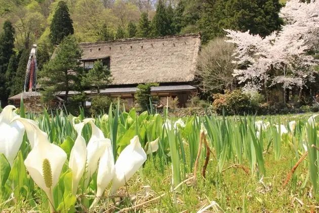 Traditional Oda (Japanese Style)
