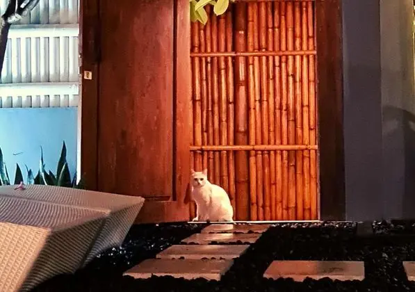 Villa, 1 Yatak Odası, Kişiye Özel Havuzlu