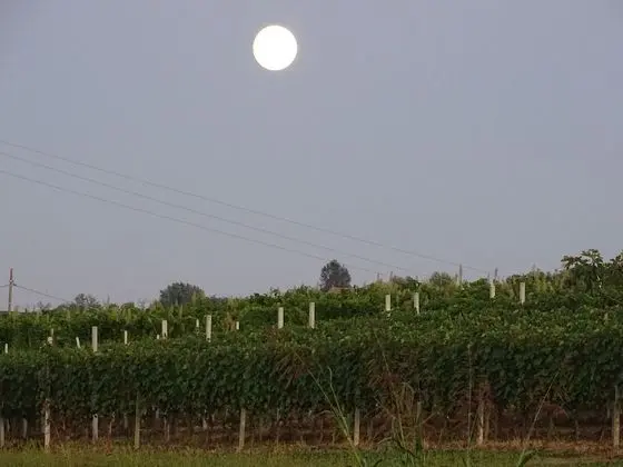 Deluxe Tek Büyük Yataklı Oda, Balkon