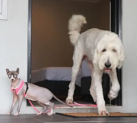 Tek Kişilik Oda (Queen, Pet Friendly)