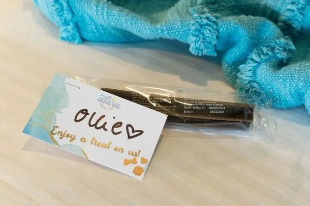 Tek Kişilik Oda (Queen, Pet Friendly)