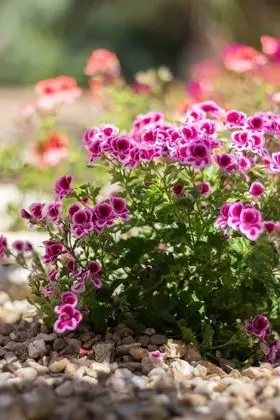 Apart Daire, 1 Yatak Odası, Küçük Mutfak