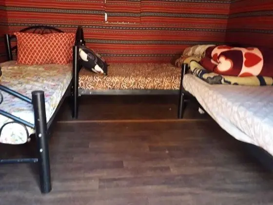 Çadır (3 Guest)