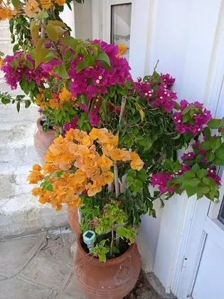 Apart Daire, 1 Yatak Odası, Balkon