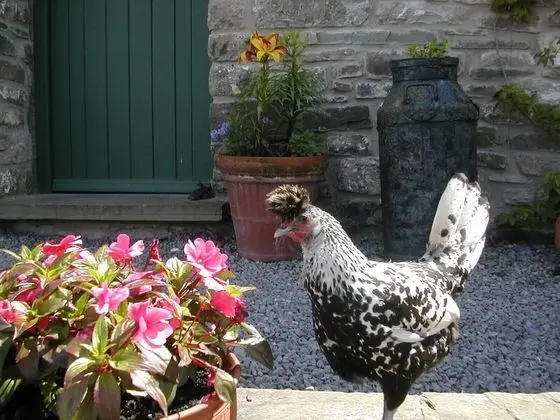 Dört Kişilik Oda, Banyolu/Duşlu (The Farmhouse)