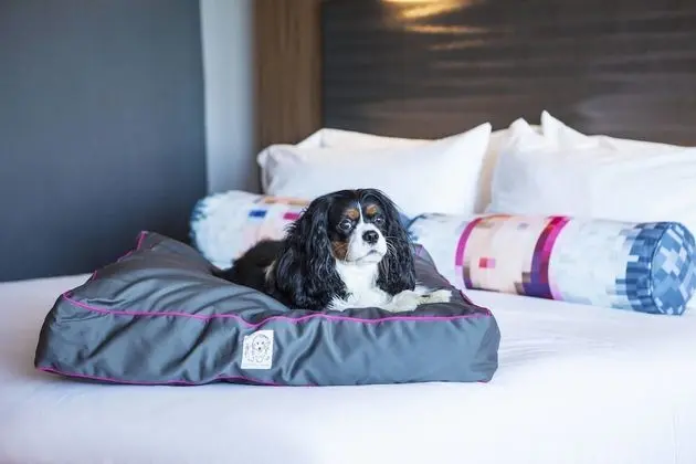 aloft, Oda, 2 Çift Kişilik Yatak, Sigara İçilmez