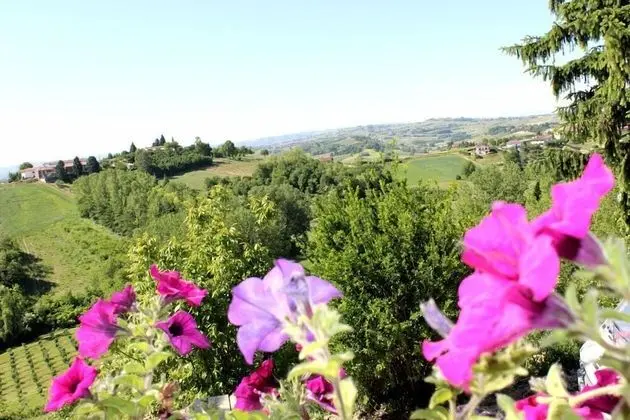 Traditional Oda (Salvia)