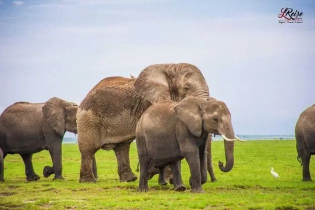 Kulübe, 1 En Büyük (King) Boy Yatak ve Çekyat