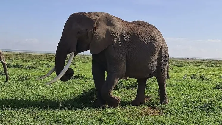 Kulübe, 1 En Büyük (King) Boy Yatak