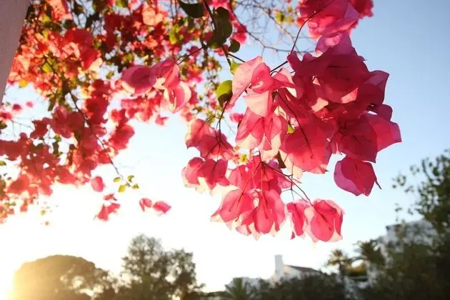 Villa, 4 Yatak Odası, Kişiye Özel Havuzlu