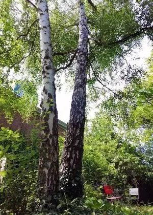 Apart Daire, 1 Büyük (Queen) Boy Yatak